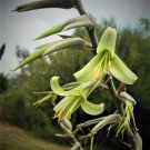 Puya Mirabilis Rare Bromeliad Agave Drought Aloe Succulent Plant Seed 15 Seeds Fresh Garden