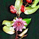 Passiflora Ambigua Rare Passion Flower Fruit Collector Exotic Seed 10 Seeds Fresh Garden