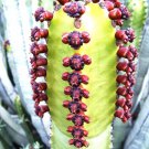 Euphorbia Canariensis Rare Succulent Canary Island Spurge Spanish Cardón 5 Seeds Fresh Garden