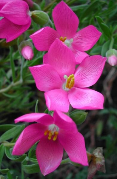 Orphium Frutescens Rare Sea Rose South Africa Pinkest Pink Flowers Seed 20 Seeds Fresh Garden