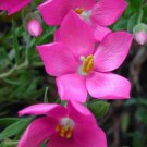 Orphium Frutescens Rare Sea Rose South Africa Pinkest Pink Flowers Seed 20 Seeds Fresh Garden