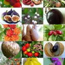 Rare Fruits Mix Sweet Edible Plant Tree Fragrant Exotic Fruit Seed Pack 15 Seeds Fresh Garden