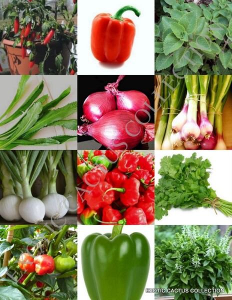 Herbs & Spices Mix Heirloom Flavor Non Gmo Assorted Edible Seed 150 Seeds Fresh Garden