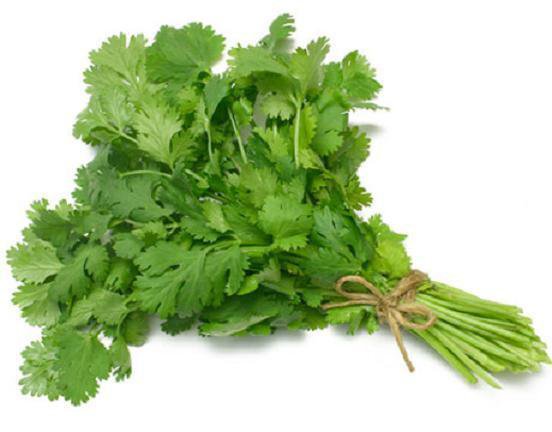 Latin Cilantro Herb Coriander (Coriandrum Sativum) Recao Cuisine Spice 150 Seeds Fresh Garden