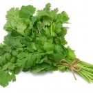 Latin Cilantro Herb Coriander (Coriandrum Sativum) Recao Cuisine Spice 150 Seeds Fresh Garden