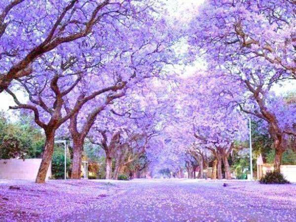 Royal Empress Tree Paulownia Elongata Flowering Tree Wood Bonsai Seed 10 Seeds Fresh Garden