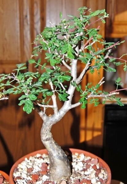 Rare Pachycormus Discolor Elephant Tree Caudiciform Caudex Bonsai Seed 5 Seeds Fresh Garden