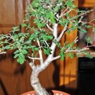 Rare Pachycormus Discolor Elephant Tree Caudiciform Caudex Bonsai Seed 5 Seeds Fresh Garden