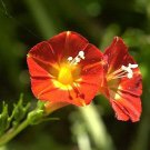 Red Morning Glory Rare Honey Bee Butterfly Vine Ipomoea Coccinea Seed 20 Seeds Fresh Garden