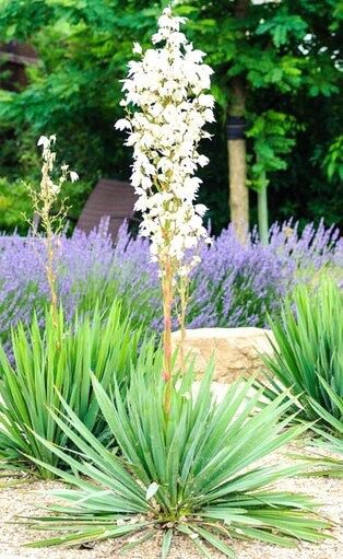 Yucca Filamentosa Adam'S Needle Rare Agave Aloe Flowering Seed 15 Seeds Fresh Garden