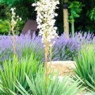 Yucca Filamentosa Adam'S Needle Rare Agave Aloe Flowering Seed 15 Seeds Fresh Garden