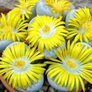 Lithops Geyeri Rare Living Stones Exotic Mesembs Rocks Succulent Seed 15 Seeds Fresh Garden