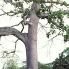 Kapok Tree Ceiba Pentandra Tropical Flowering Wood Cotton Bonsai Seed 10 Seeds Fresh Garden