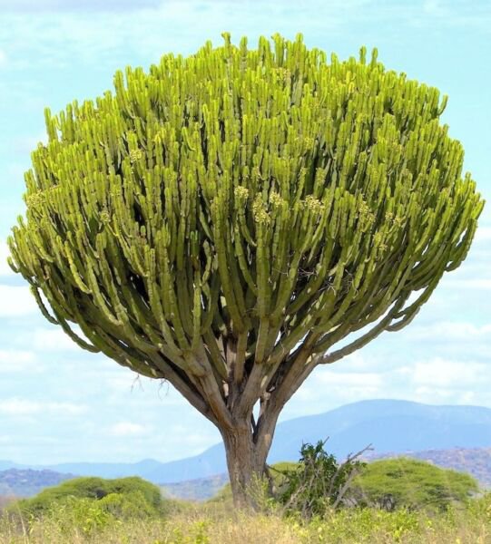 Euphorbia Ingens Candelabrum Exotic Candelabra Tree Seed 5 Seeds Fresh Garden