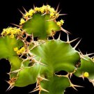 Euphorbia Grandicornis Cow’S Horn Cactus Exotic Succulent Spiky Seed 5 Seeds Fresh Garden