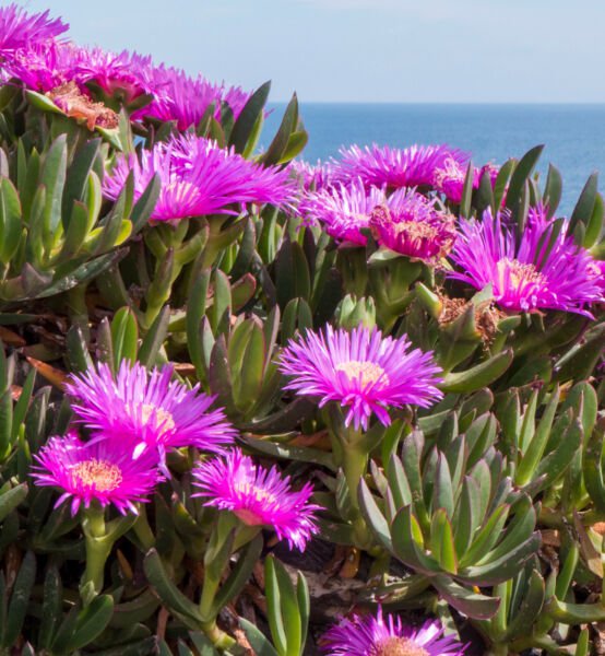 Carpobrotus Virescens Exotic Ice Plant Living Succulent Mesembs Seed 20 Seeds Fresh Garden
