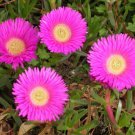 Carpobrotus Rossii Rare Mesembryanthemum Exotic Succulent Mesembs Seed 20 Seeds Fresh Garden