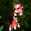 Pithecellobium Dulce Manilla Tamarind Exotic Madras Thorn Fruit Seed 15 Seeds Fresh Garden