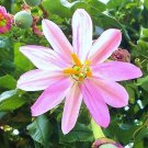 Passiflora Mollissima Banana Passionfruit Edible Passion Fruit Seed 10 Seeds Fresh Garden