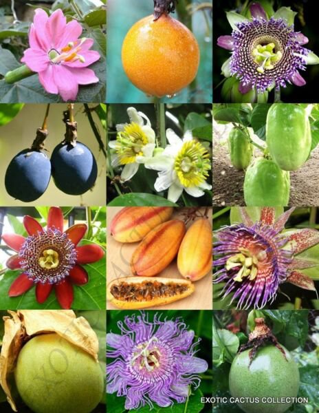 Passiflora Mix Passion Fruit Exotic Edible Tropical Flower Vine Seed 15 Seeds Fresh Garden