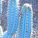 Pilosocereus Pachycladus Blue Color Columnar Rare Cacti Cactus Seed 20 Seeds Fresh Garden