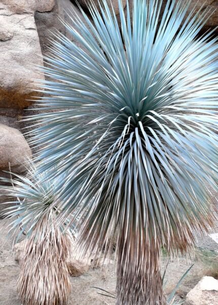 Beaked Yucca Yuca Rostrata Big Bend Agave Aloe Tree Like Seed 100 Seeds Fresh Garden