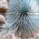 Beaked Yucca Yuca Rostrata Big Bend Agave Aloe Tree Like Seed 100 Seeds Fresh Garden
