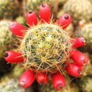 Mammillaria Prolifera Haitiensis Rare Cactus Succulent Plant Cacti Seed 20 Seeds Fresh Garden