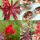 Purple Jatropha Rare Color Succulent Exotic Red Impala Tree Desert Seed 20 Seeds Fresh Garden