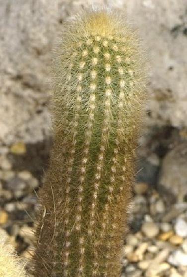 Haageocereus Chrysostele Cereus Columnar Cacti Pilosocereus Cactus Seed 20 Seeds Fresh Garden