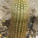 Haageocereus Chrysostele Cereus Columnar Cacti Pilosocereus Cactus Seed 20 Seeds Fresh Garden