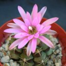 Gymnocalycium Damsii Rare Cactus Exotic Flowering Color Succulent Seed 20 Seeds Fresh Garden