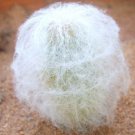 Espostoa Nana Rare Columnar Cactus Pseudoespostoa Melanostele Seed 15 Seeds Fresh Garden