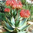 Aloe Comptonii Mitriformis Exotic Color Succulent Rare Cactus Red Seed 10 Seeds Fresh Garden