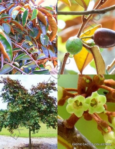 Chrysophyllum Oliviforme Copper Satinleaf Tree Caimitillo Fruit Seed 5 Seeds Fresh Garden