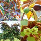 Chrysophyllum Oliviforme Copper Satinleaf Tree Caimitillo Fruit Seed 5 Seeds Fresh Garden