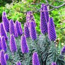 Pride Of Madeira Plant Echium Fastuosum Candicans Purple Flowers Seed 20 Seeds Fresh Garden