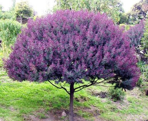 Cootamundra Tree Acacia Baileyana Purpurea Rare Flowering Wattle Purple 10 Seeds Fresh Garden