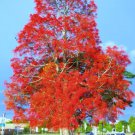 Brachychiton Acerifolius Exotic Illawarra Flame Tree Flowering Seed 10 Seeds Fresh Garden