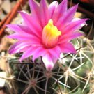 Thelocactus Conothele Rare Echinocactus Conothelos Cactus Cacti Seed 10 Seeds Fresh Garden