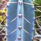Cereus Hankeanus Grafting Stock Grafted Cacti Night Flower Cactus Seed 20 Seeds Fresh Garden