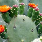 Opuntia Quimilo Rare Prickly Pear Cactus Exotic Platyopuntia Seed 20 Seeds Fresh Garden