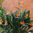 Strelitzia Reginae Flowering Bird Of Paradise Exotic Crane Flower Seed 15 Seeds Fresh Garden