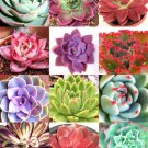 Color Echeveria Mix Rare Exotic Succulent Hen & Chicks Seed Flowering 20 Seeds Fresh Garden