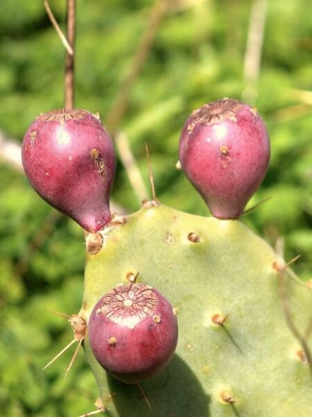 Opuntia Stricta Erect Prickly Pear Nopal Edible Cactus Nopalea Seed 100 Seeds Fresh Garden