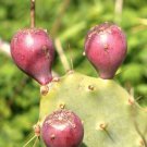 Opuntia Stricta Erect Prickly Pear Nopal Edible Cactus Nopalea Seed 100 Seeds Fresh Garden