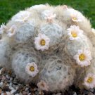 Mammillaria Plumosa Rare Feather Cactus Cacti Soft Exotic Seeds Seed Fresh Garden