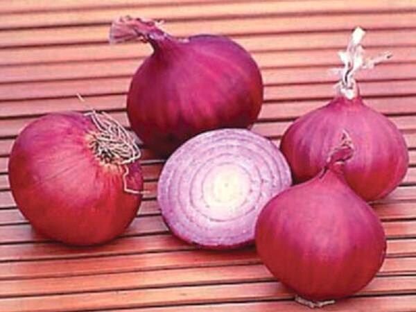 Onion Red Creole Onios Allium Cepa Vegetable Herb Salad Spice Seed 100 Seeds Fresh Garden