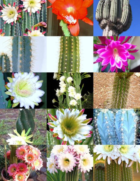 Cereus Cactus Mix Rare Night Cacti Exotic Desert Succulent Seed 20 Seeds Fresh Garden