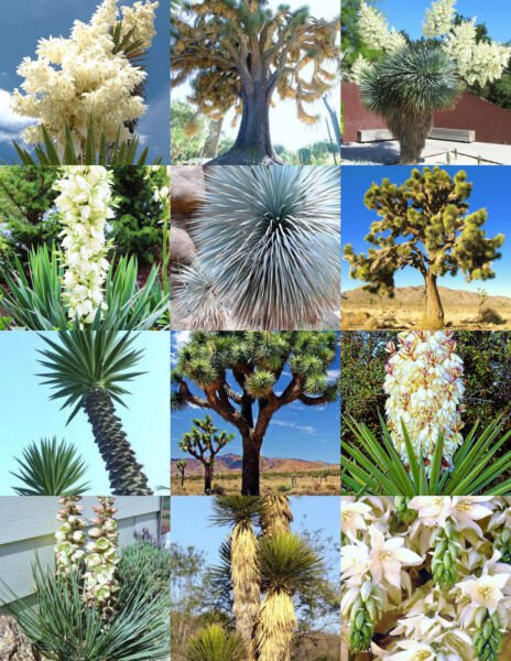 Yucca Mix Rare Palm Tree Exotic Agave Aloe Flower Succulent Mixed Seed 15 Seeds Fresh Garden